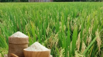 تراجع طفيف في سعر الأرز المكسور العطري بالأسواق خلال التداولات الأخيرة